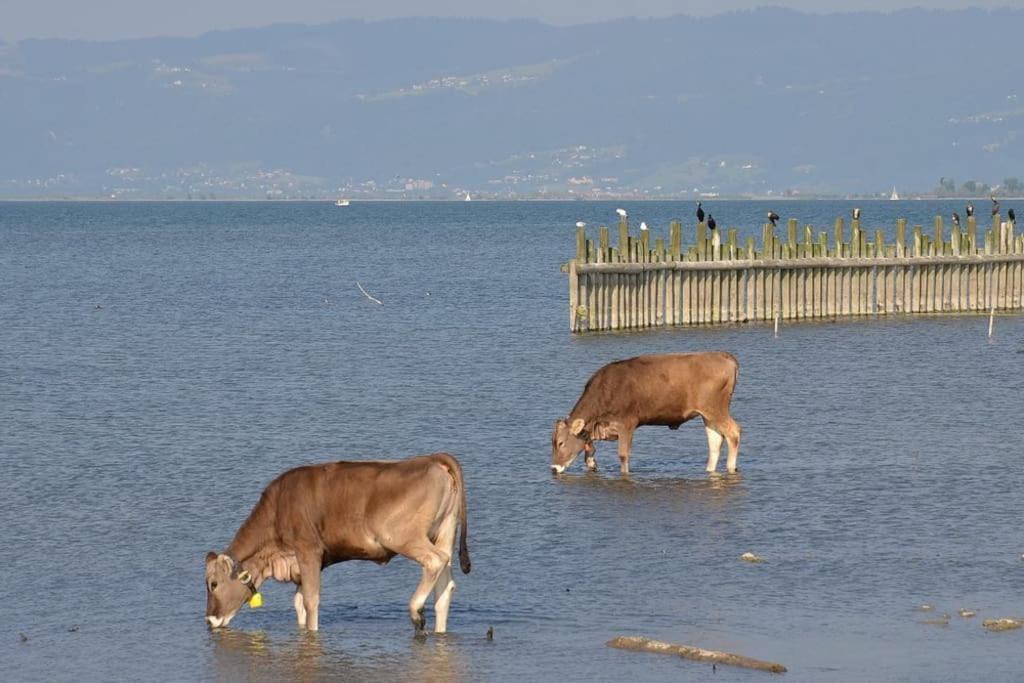 Bodensee Apartments, Sauna, Lake Walks, Free Parking, Self Checkin, Nature Reserve, Restaurants Nearby Gaissau  Eksteriør bilde